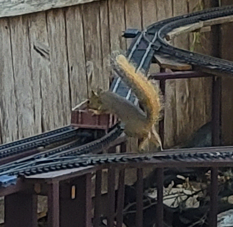 Garden Scale Squirrel stealing